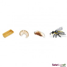 Lebenszyklus Honigbiene