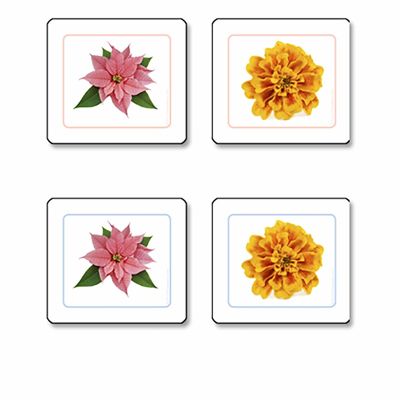 Flowers Matching Cards  presentation material