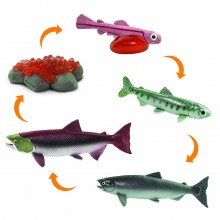 Životný cyklus lososa