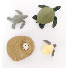 Der Lebenszyklus - Schildkröte