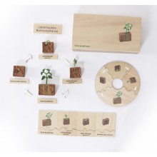 Lebenszyklus - Bohnenpflanze - Arbeitsmaterial - Deutsch