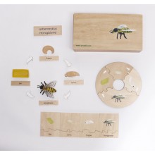 Lebenszyklus - Honigbiene - Arbeitsmaterial - Deutsch/Englisch