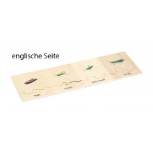 Lebenszyklus - Heuschrecke - Arbeitsmaterial - Deutsch/Englisch