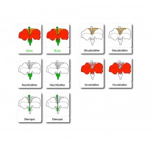 Blüte - Klassifikationskarten - Deutsch