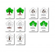 Baum - Klassifikationskarten - Englisch