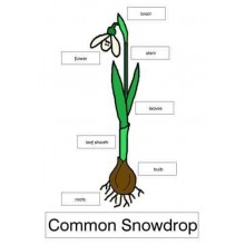 Common Snowdrop	 (Dieser Artikel ist auch in deutsch erhältlich)